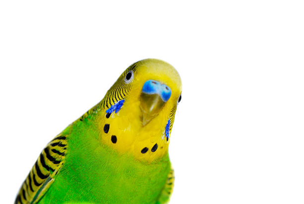 Yellow-Green budgie Yellow-green male budgie close up against white background - diagonal composition parakeet photos stock pictures, royalty-free photos & images