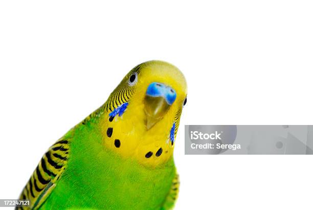 Yellowgreen Budgie Stock Photo - Download Image Now - Bird, White Background, Pets