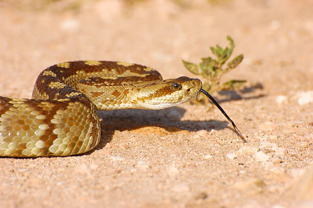 Blacktail Rattlesnake Sensing the Air Blacktail rattlesnake found near Lechuguilla Springs in New Mexico. desert snake stock pictures, royalty-free photos & images
