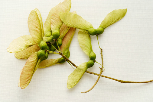 Maple propellers on white cloth