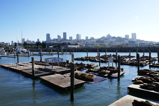istock Seals at Pier 39, San Francisco 172247231