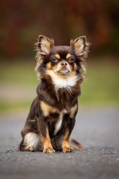 istock Long haired chihuahua portrait in autumn 1722472441