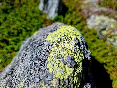 A weathered large rock in the swiss mountins. The image shows  a close-up of a granite rock with some lichen.