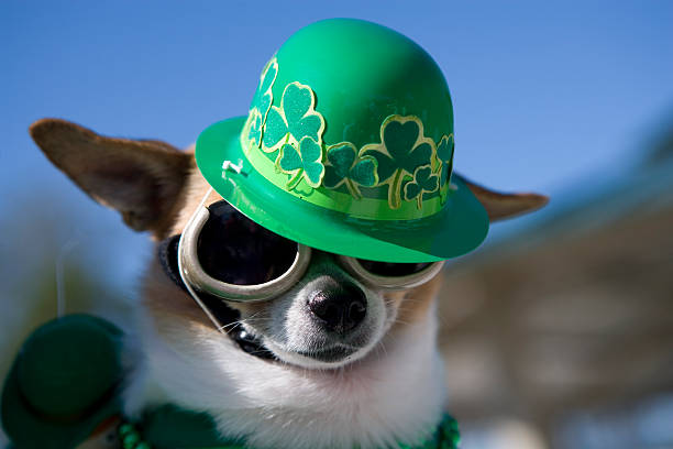 St. Paddy Cute Chihuahua dog made up for St. Paddy's Day animal nose stock pictures, royalty-free photos & images