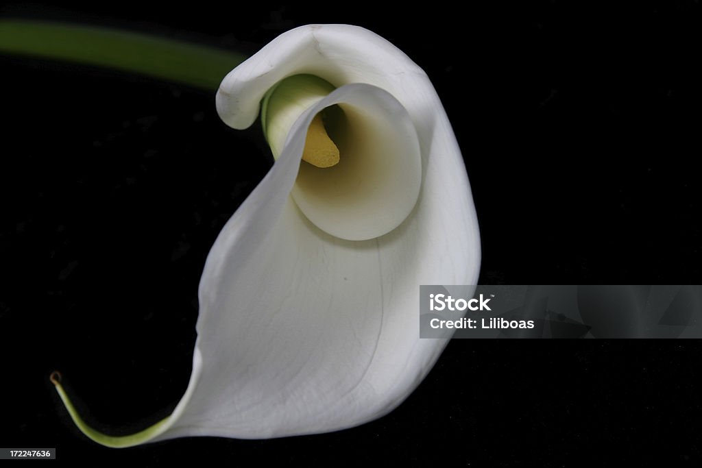 Arum d'eau série (noir - Photo de Arum d'eau libre de droits