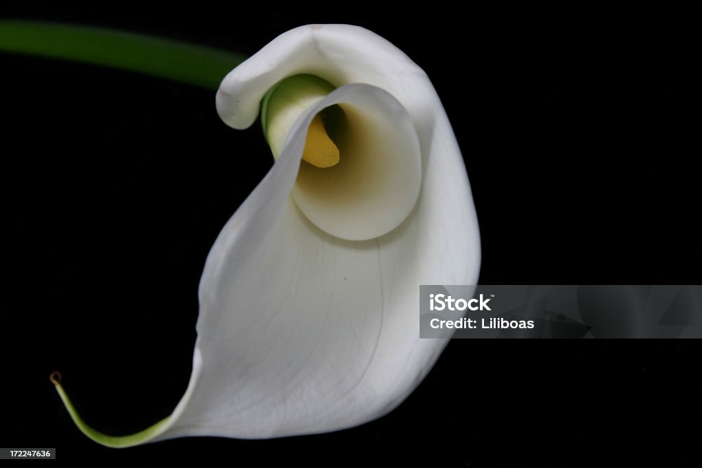 Lírio Calla em série (preto - Foto de stock de Amarelo royalty-free