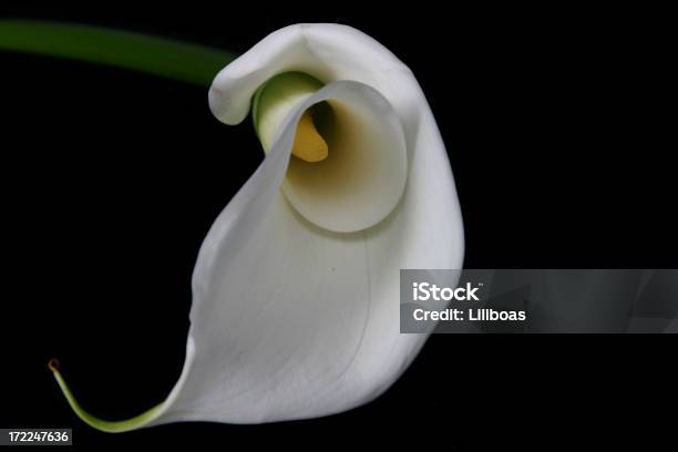 Foto de Lírio Calla Em Série Preto e mais fotos de stock de Amarelo - Amarelo, Beleza, Branco