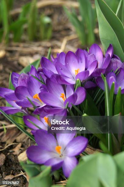 Frühling Blumen Stockfoto und mehr Bilder von Blume - Blume, Einige Gegenstände - Mittelgroße Ansammlung, Fokus auf den Vordergrund