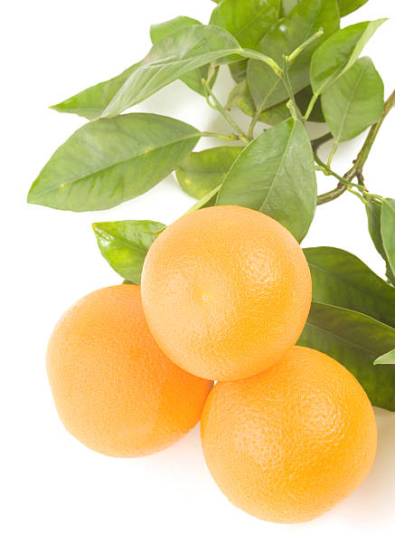 istock Fresh oranges and leaves on a white background 172247742
