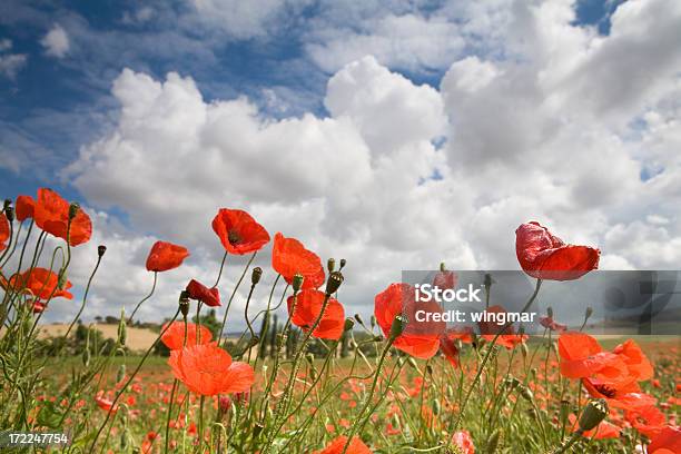 Photo libre de droit de İtalyan Poppys banque d'images et plus d'images libres de droit de Activité de loisirs - Activité de loisirs, Agriculture, Beauté