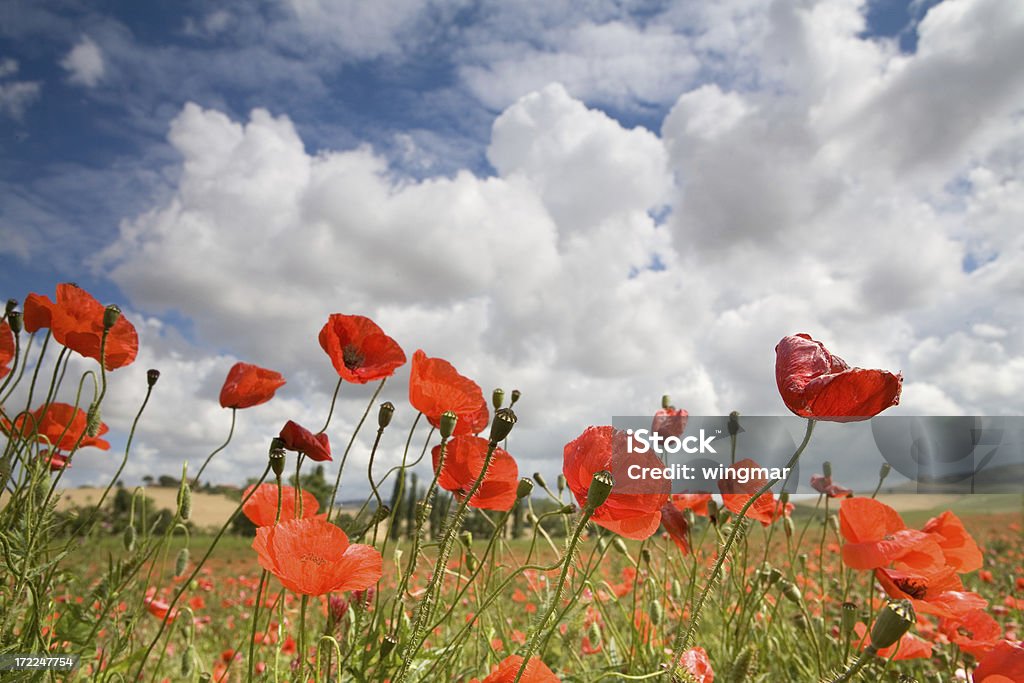 İtalyan poppys - Royalty-free Aberto Foto de stock