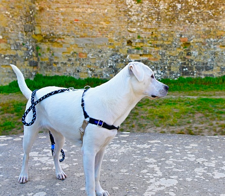 Service dog in Carcassonne, France