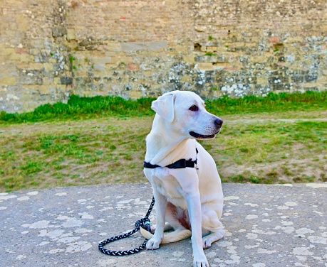 Service dog in Carcassonne, France
