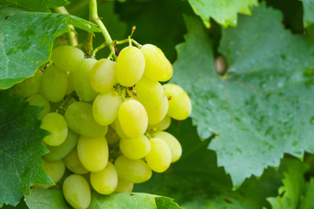 Grape leaves in the garden