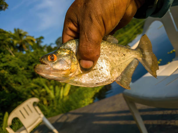 istock Piranhas fishing in peru amazon rainforest 1722478585