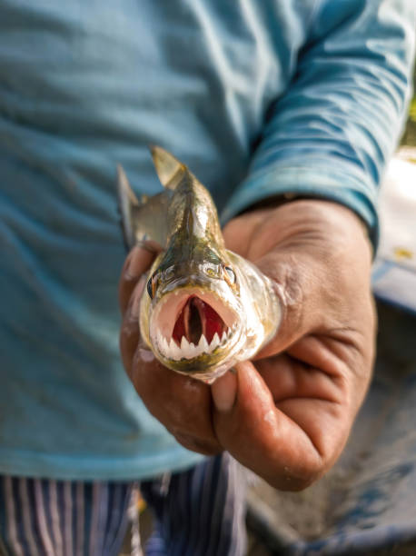 istock Piranhas fishing in peru amazon rainforest 1722478778