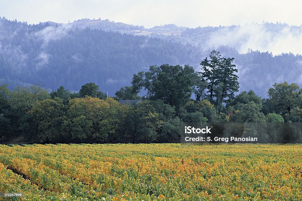 Wine Country PANORÁMICA - Foto de stock de Agricultura libre de derechos