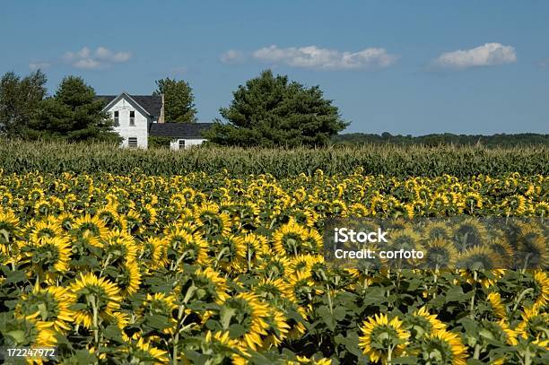 Sunflower Field Stock Photo - Download Image Now - Traverse City, Farm, House