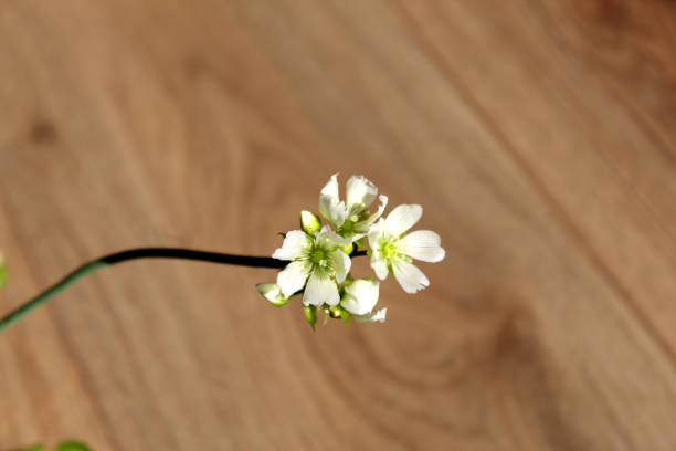 istock Dionaea Muscipula carnivorous plant white flower 1722479863