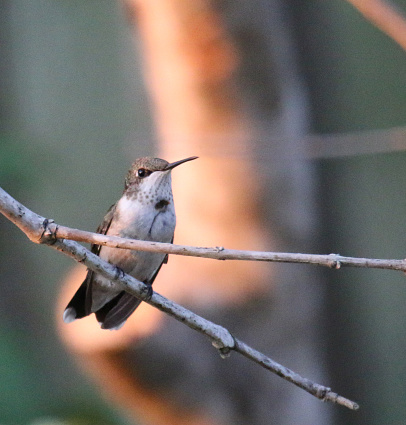 a young, male ruby throated hummingbird with his gorget just beginning to show