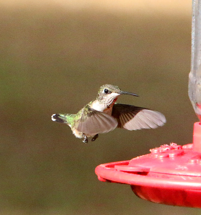 a ruby throated hummingbird hovering over a nectar feeder in the back yard