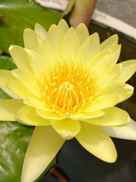 istock colorful lotus flowers 1722480293