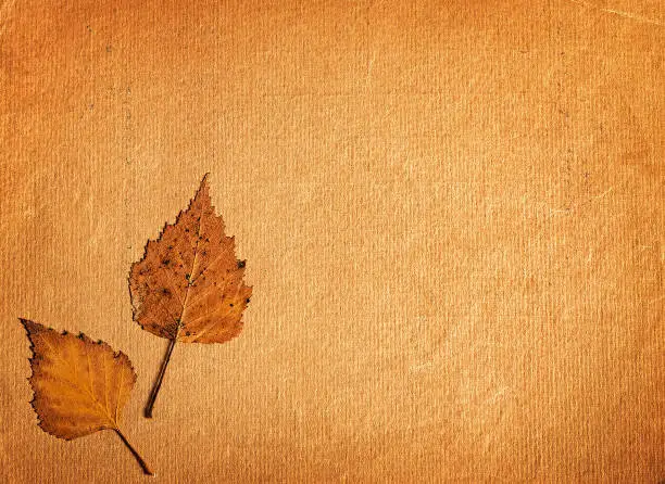 Autumnal Leaves on the Old Blank Paper closeup