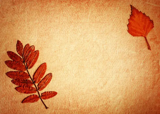 Autumnal Leaves on the Old Blank Paper closeup