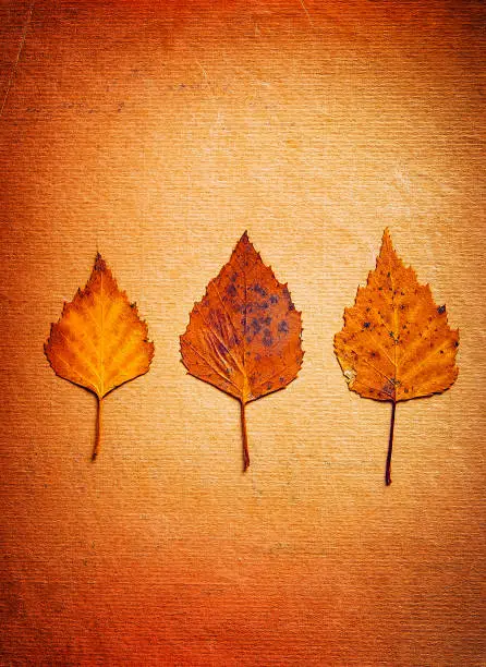 Vignetting Photo of Autumnal Leaves on the Old Paper Background closeup