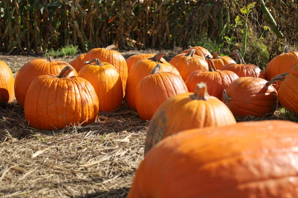 istock Orange pumpkins ready to eat or for Halloween. 1722480336