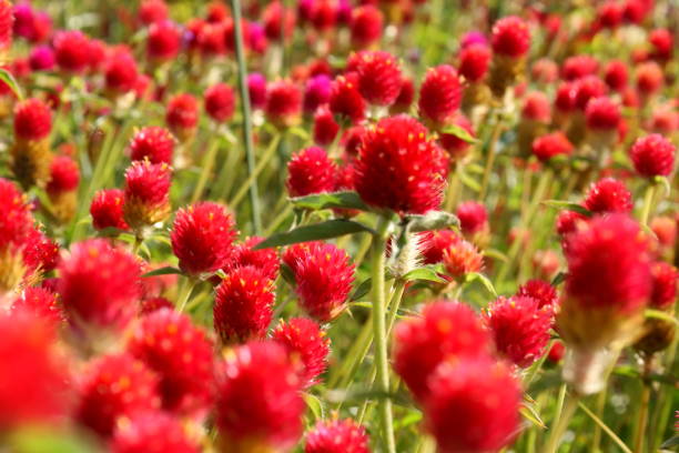 Red flowers in a flower meadow in summer.