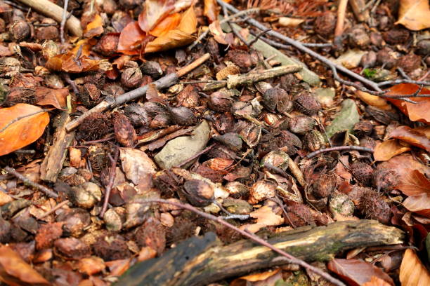 istock Hazelnuts in the forest floor in autumn. 1722480485