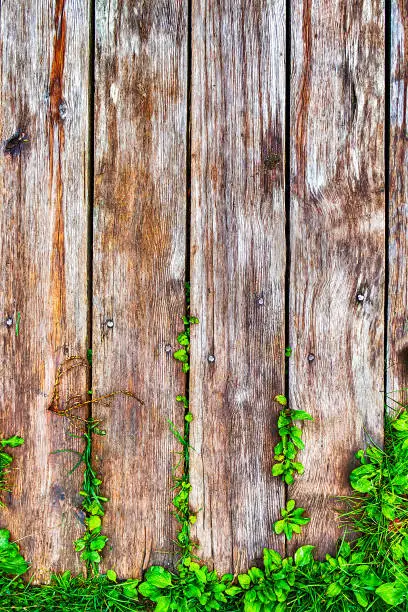 Old Wooden Planks Background with a Green Leaves