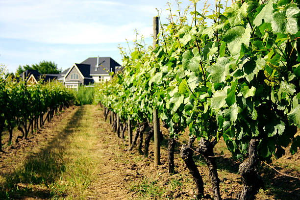 vignoble et dégustation cottage - napa valley winetasting wine tasting photos et images de collection