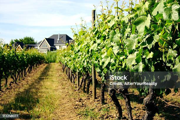 Vigneto Con Degustazione Cottage - Fotografie stock e altre immagini di Azienda vinicola - Azienda vinicola, Casa, Oregon - Stato USA