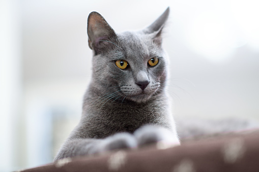 An intimate close-up of a Blue Russian cat indoors, accentuating its deep blue eyes and silvery-blue fur with a shallow depth of field