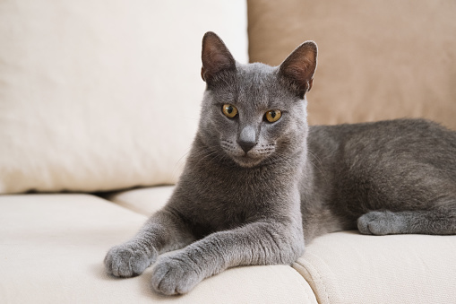 An elegant grey Blue Russian cat lies comfortably on a beige couch, captured in a serene moment.