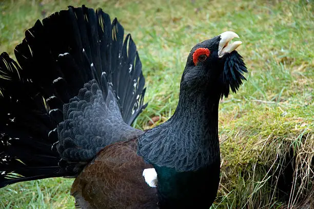 Capercaillie (tetrao urogallus) This huge woodland grouse is extremely rare in the UK. This is a male. He is  displaying.