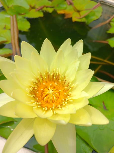 istock colorful lotus flowers 1722481931
