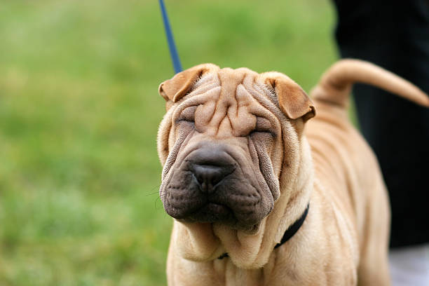 シャーペイ犬 ストックフォト