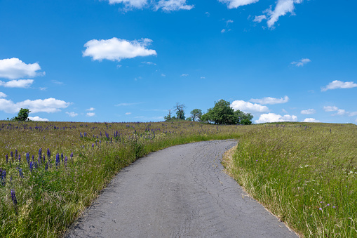 Flower meadow with some trees, a small dirt road and blue sky in the high Rhön, Bavaria, Germany