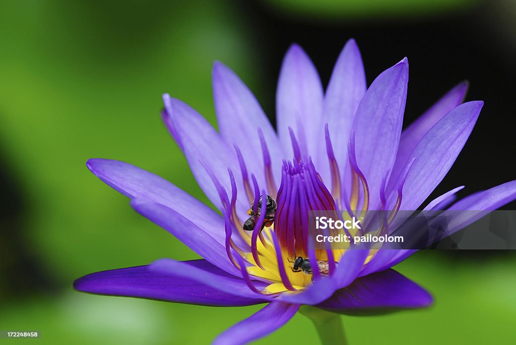 lotus pourpre - Photo de Beauté libre de droits