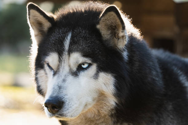 istock The muzzle of a beautiful husky dog. 1722484912