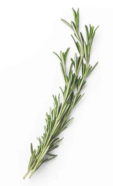 Sprigs of rosemary on white with soft shadow.