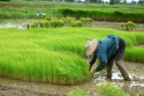 paddy fields that are ready to be harvested and are growing. growing green rice and yellow pafi ready to be harvested