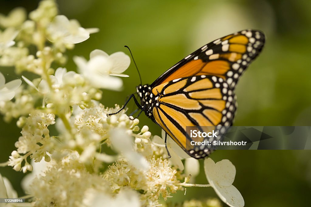 Mariposa monarca - Foto de stock de Afilado libre de derechos