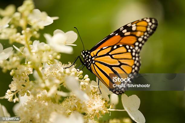Mariposa Monarca Foto de stock y más banco de imágenes de Afilado - Afilado, Aire libre, Alimentar