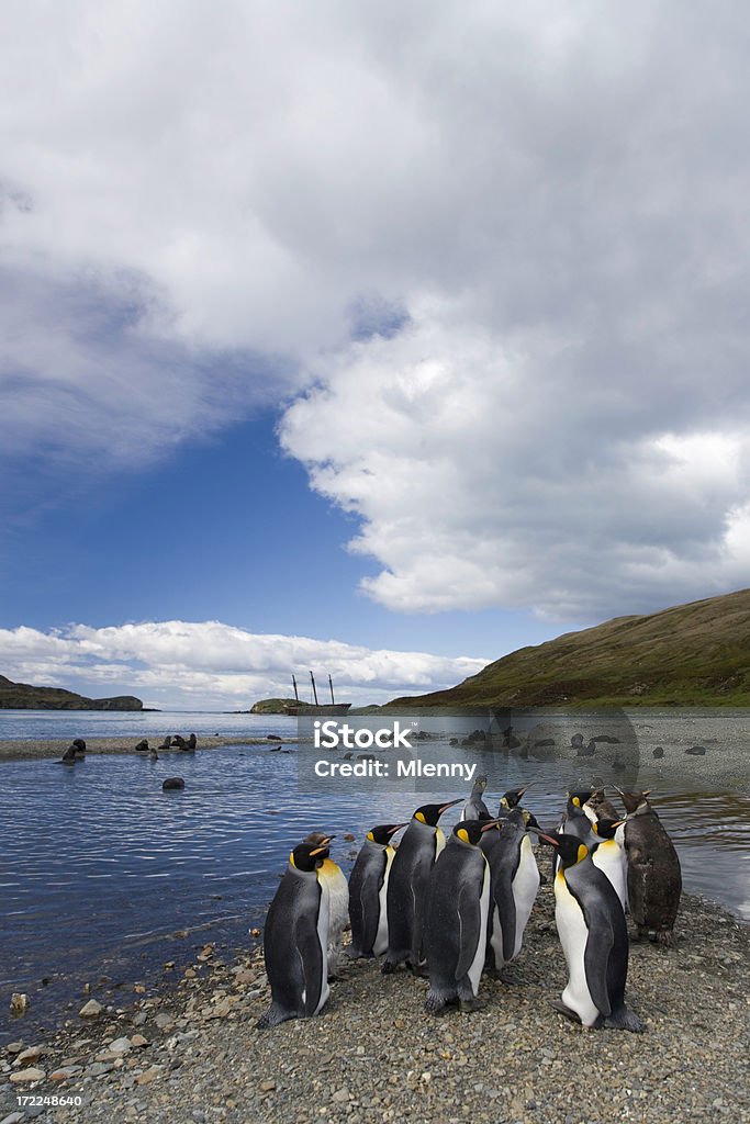 Re pinguini in spiaggia di south georgia - Foto stock royalty-free di Acqua