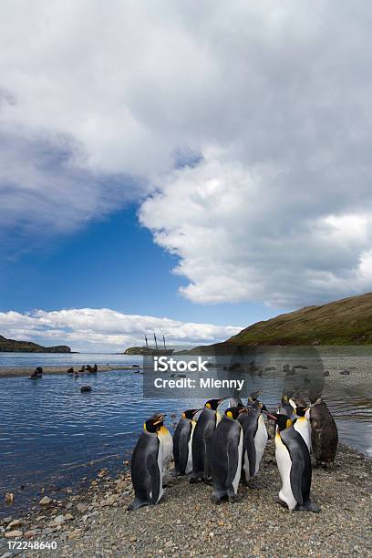 Re Pinguini In Spiaggia Di South Georgia - Fotografie stock e altre immagini di Acqua - Acqua, Ambientazione esterna, Ambiente