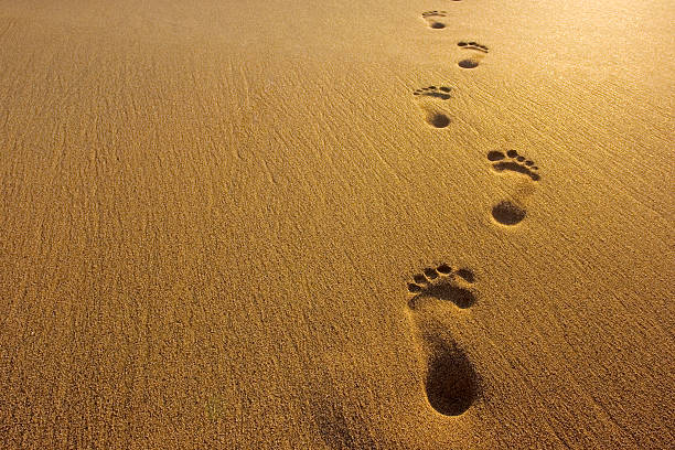 Footprints Footprints in the sand. footprint stock pictures, royalty-free photos & images